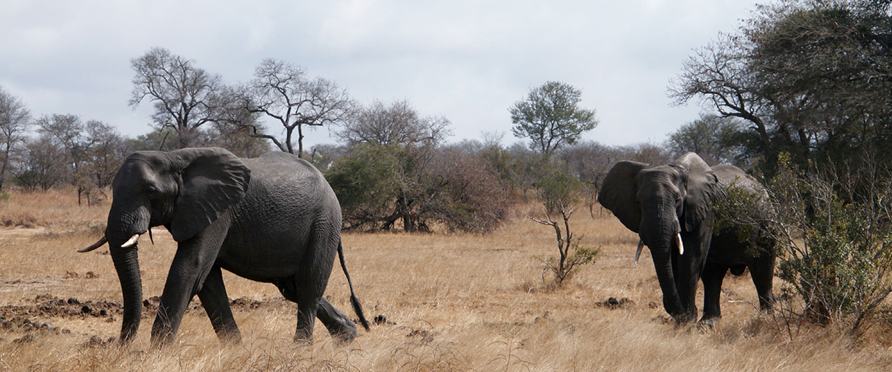 AFRIQUE DU SUD, nation arc en ciel contrastée et sauvage