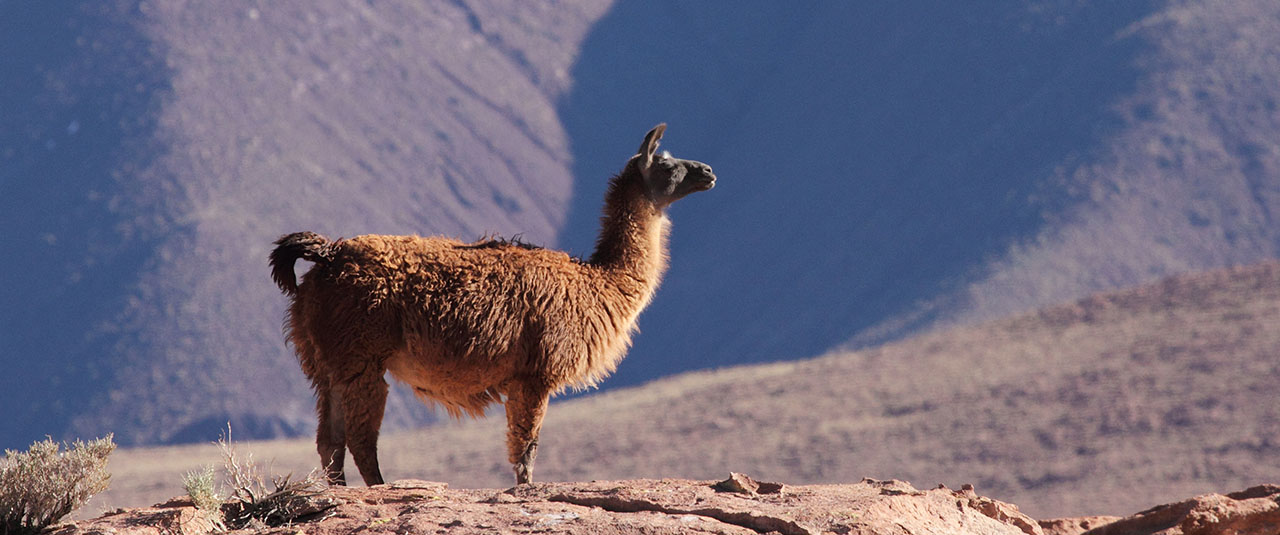 NORD CHILI & ALTIPLANO ANDIN - Trois pays, entre ciel, sel et feu