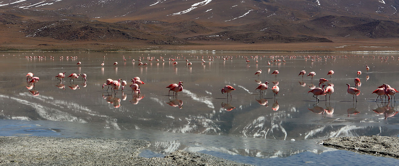 NORD CHILI & ALTIPLANO ANDIN - Trois pays, entre ciel, sel et feu