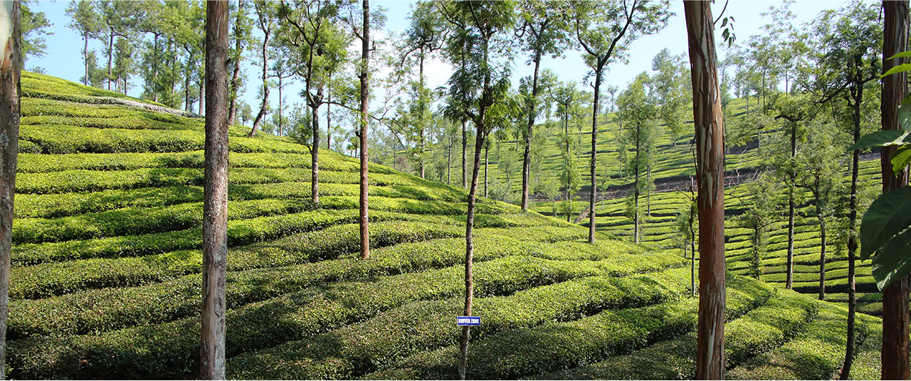 INDE DU SUD – Nature, rivages et temples sacrés