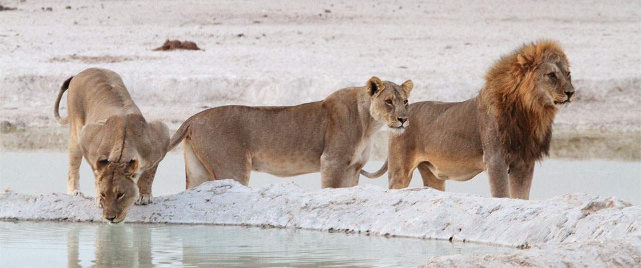 NAMIBIE / BOTSWANA / CHUTES VICTORIA, entre dunes, delta et merveilles naturelles