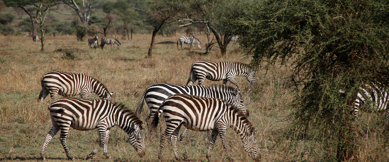 TANZANIE – safaris d’exception et culture vivante