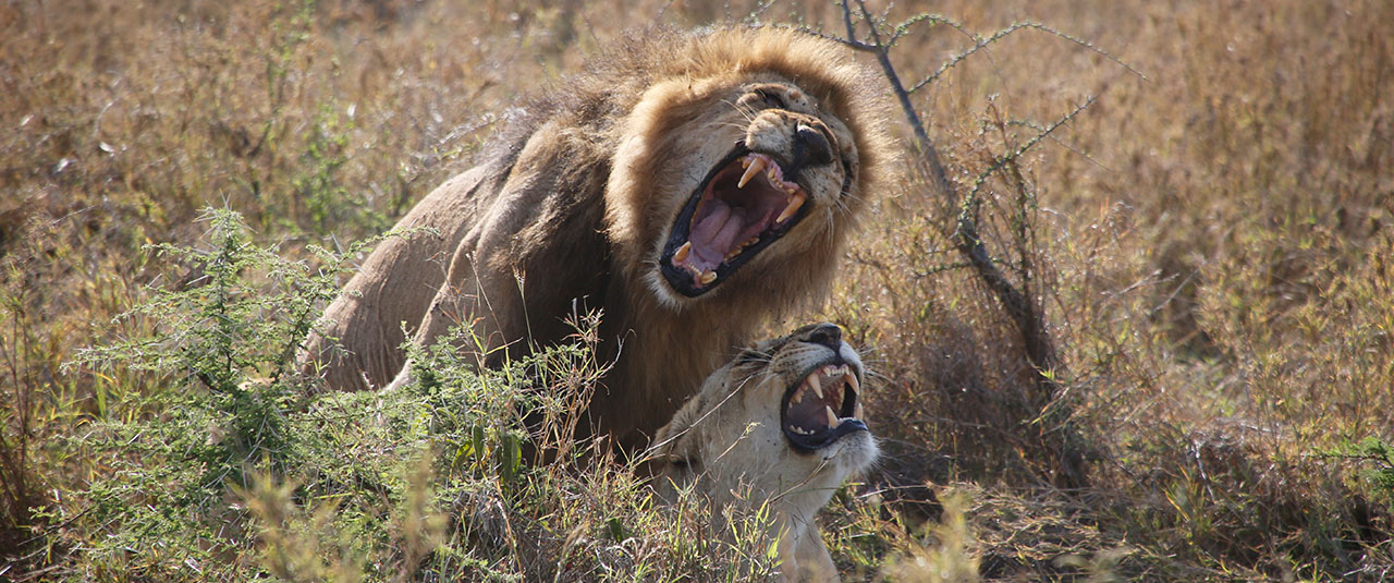 TANZANIE – safaris d’exception et culture vivante