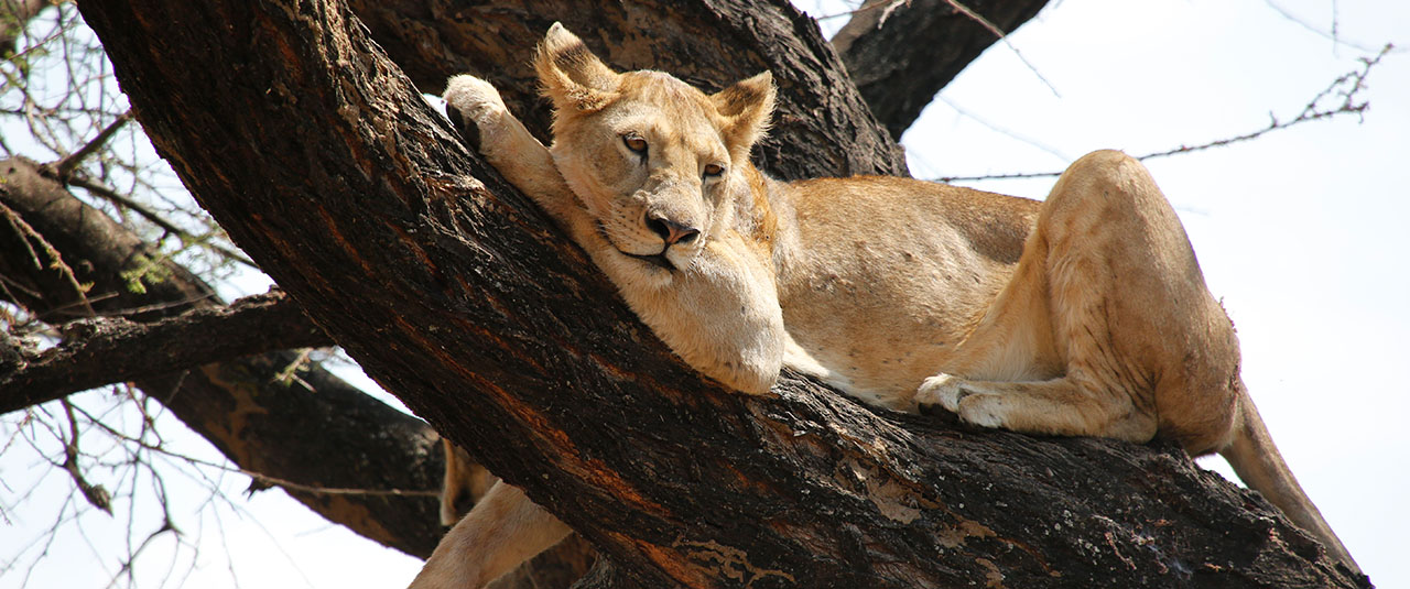 TANZANIE – safaris d’exception et culture vivante