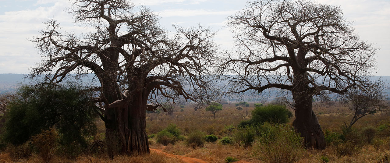 TANZANIE – safaris d’exception et culture vivante